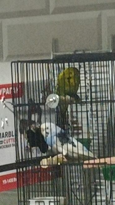 домик для волнистых попугаев: Продаю срочно волнистых попугаев уже готовая рабочая пара! даёт по 5