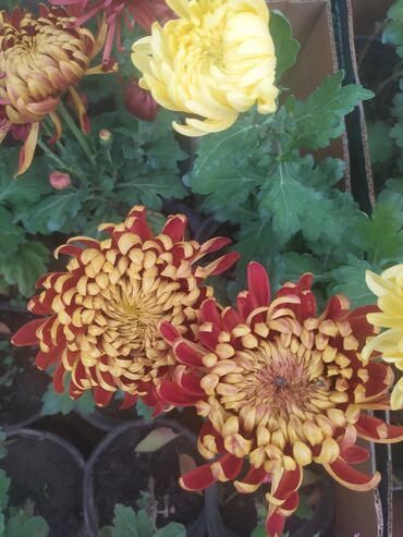 цветы многолетний кустарник: Хризантемы в горшках — многолетние садовые и комнатные сорта. оптом в