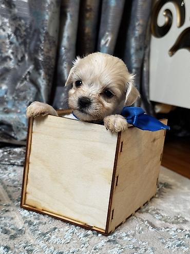 İtlər: Pudel, 2 ay, Erkek, Ödənişli çatdırılma — 11