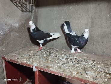 Göyərçinlər: Erkək maya aq başları satılır barter də var baxır təklifə