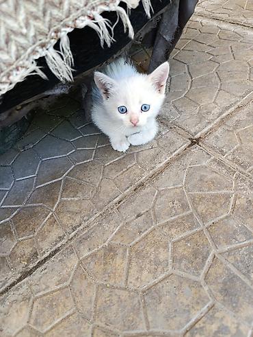 котёнок токмок: Котята в добрые руки.2 месяца.Кушают сами.К лотку приучены — 5