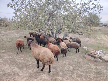 Qoyunlar, qoçlar: Qala cinsi qoyunlar razılaşma yolu ilə — 7