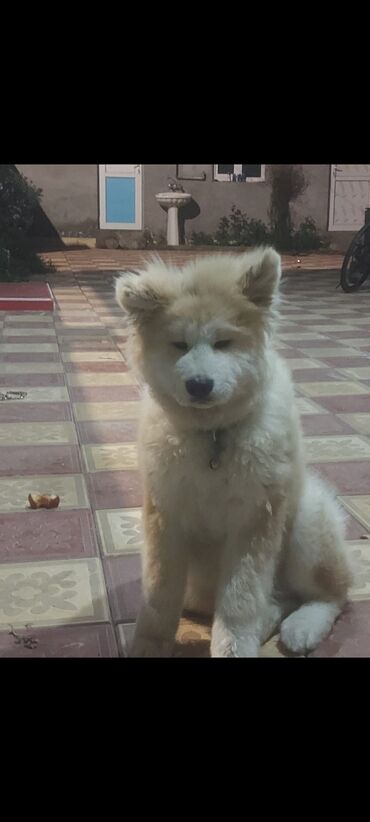 İtlər: Akita-inu, 5 ay, Erkek, Peyvəndli, Ünvandan götürmə