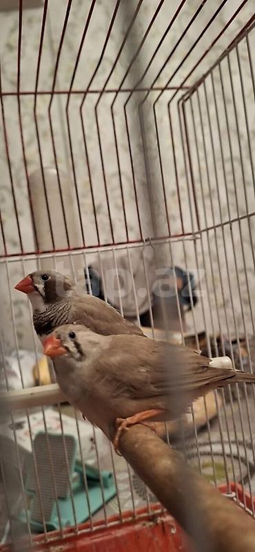 dişi: Amdiler satlir cutdu 8 ayligdi qefes qarsiq satlir yuva qoy bala al — 2