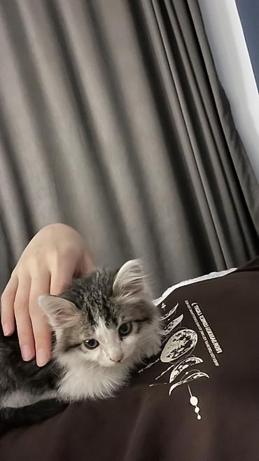 кошка малинкый: Беспородная, 2 месяца, Девочка, Биколор, Приучена к лотку — 6