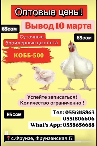 Куры, петухи: Продаю | Цыплята | Бройлерная, КОББ 500 | На забой, Для разведения