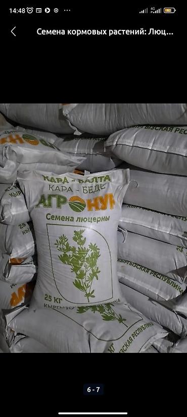 Другие виды семян и саженцев: 🌿Эспорцет үрөн урук 115 🌿Сатылат 🌿Дүң жана чекене 🌿Текшерүүдөн — 2