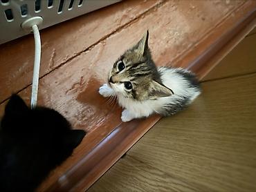котят ош: Котята, помёт из нескольких малышей. - Возраст: примерно 1–2 месяца — 1