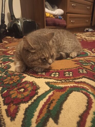 кошка персидская шиншилла: Шотландский прямоухо кошка срочно срочно продаю писать сюда