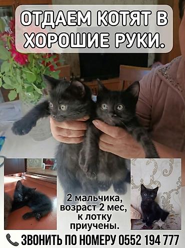 Животные: Кошка даром: Беспородная, 2 месяца, Мальчик, Приучена к лотку — 1