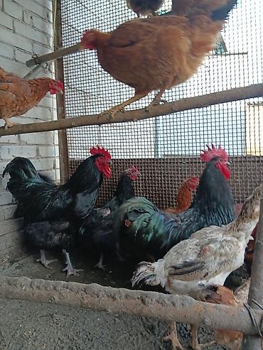 Птицы: Продаю — 6