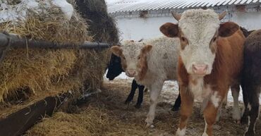 длинношерстная немецкая овчарка: Продаю | Корова (самка), Бык (самец), Тёлка | Ангус, Алатауская, Бельгийская | На откорм, На забой, Для разведения | Осеменитель, Не стельные, После отела