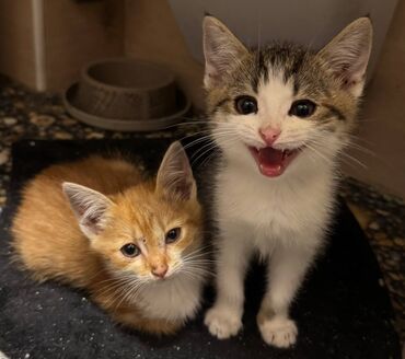 отдам кота в добрые руки: Два малыша, возрастом примерно 1 месяц, ищут добрые и ласковые руки!