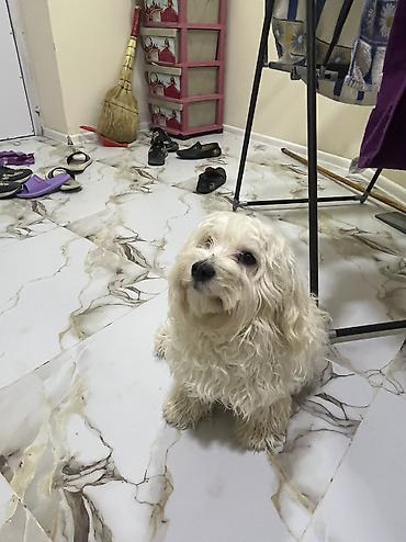 İtlər: Malta bolonka, 9 ay — 3