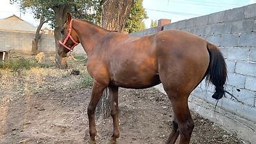 Лошади, кони: Продаю | Конь (самец) | Полукровка — 2