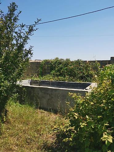 estel sumqayit: 7 sot, Kənd təsərrüfatı, Mülkiyyətçi, Kupça (Çıxarış) — 3