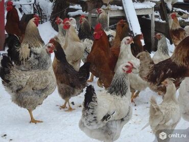 Птицы: Куры осталось 3 штуки