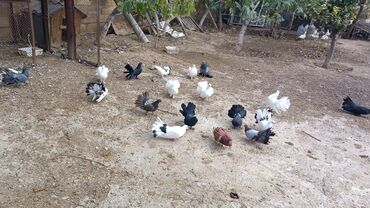 Göyərçinlər: Məhsul: müxtəlif növ ev göyərçinləri Təsvir: - Rənglər: ağ, qara — 7