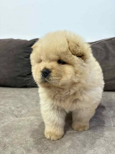 Psi: Čistokrvni CHOW-CHOW štenci Na prodaju čistokrvni CHOW-CHOW štenci — 9