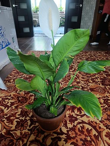 шефлер: Комнатные растения в горшках: 1) Сансевиерия (Sansevieria — 7