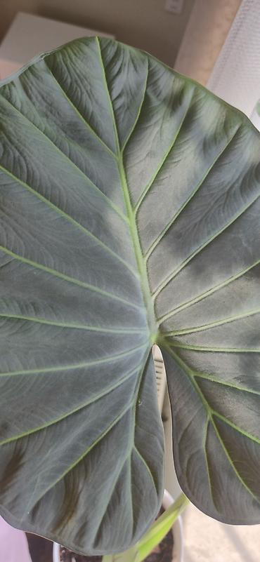 yaz gulleri sekilleri: Alocasia Regal shield. Yarpağı 2 el böyüklüyündedir. Bazar günü metro — 6