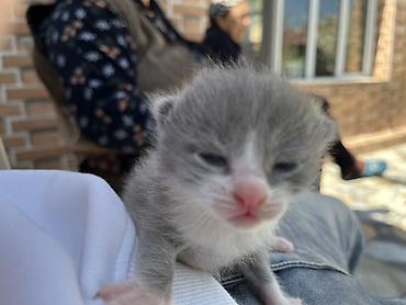 Pişiklər: Şotland, Erkək, Dişi, Yaxşı əllərə, Ünvandan götürmə — 4