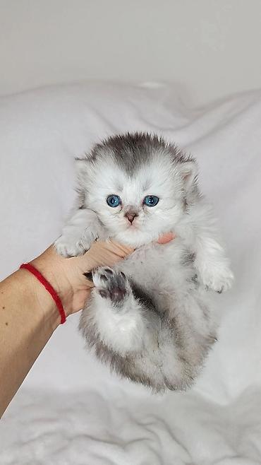 бенгальский котенок: Скотиш Страйт (Шотландская прямоухая), 1 месяц, Мальчик, Серебристая шиншилла — 2