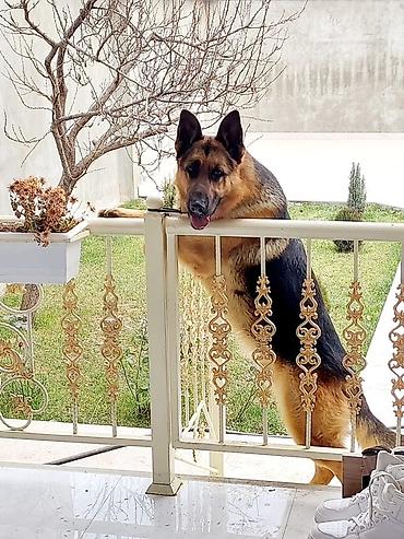 çoban kucuyu: Alman çoban iti, 3 il, Erkək — 3