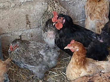 toyuq yemi: Məhsul: Ev quşları – toyuqlar (qarışıq rəng və cinslər) Təsvir: - — 1