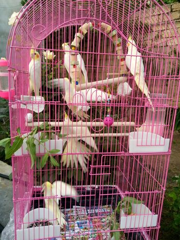 Tutuquşları: Bala var əl qusu var qiymetleri 45 Azn hamsin alana endirim tam — 6