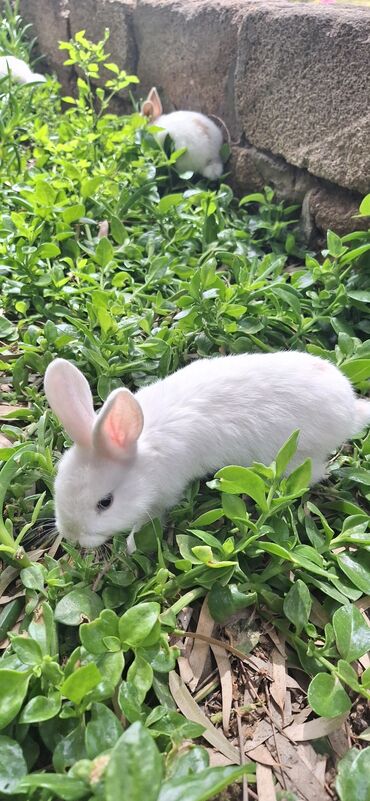 Dovşanlar: Dekorativ dovsanlar biri 15 azn — 14