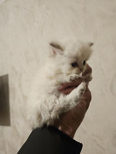 Pişiklər: Fars — 8