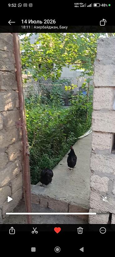 nehrə: Bileceride dort yandan hasara alinmis. heyetde coxlu tikili uc yeke — 6