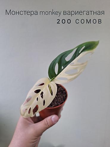 спринклер: 🌿 Комнатные растения/цветы (детки/молодые растения). 🪴 Названия и цены — 7