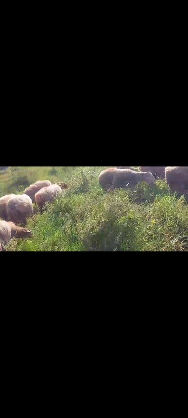 Qoyunlar, qoçlar: Dişi, il: 2, 50 kq, Damazlıq, Ünvandan götürmə — 7