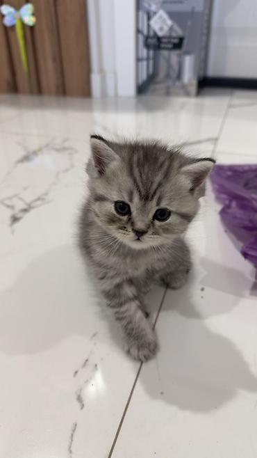 Продажа кошек: Три кошки и один кот Породистые котята серебристого окраса — 8