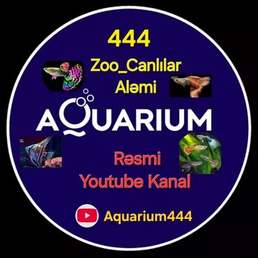 виза в новую зеландию: Aquarium_444 👈 | Zoo_Canlılar Aləmi YouTube kanalının reklamı. Bu at lalafo.az виза в новую зеландию: Aquarium_444 👈 | Zoo_Canlılar Aləmi YouTube kanalının reklamı. Bu
