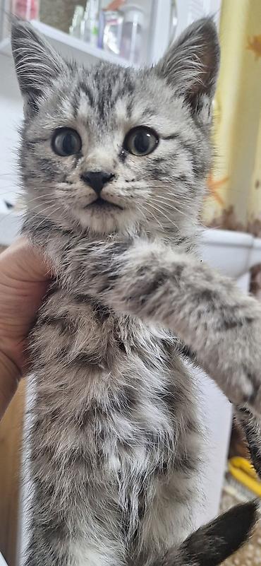 сколько стоит сибирская кошка котенок: Котёнок с серебристым тигровым окрасом (серо‑чёрные полосы и — 1