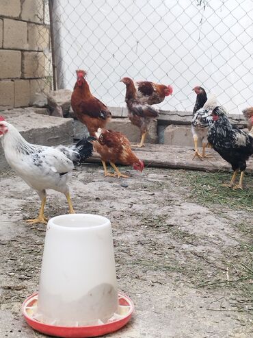 quş yuvası: Toyuq cücələri, Damazlıq, Pulsuz çatdırılma
