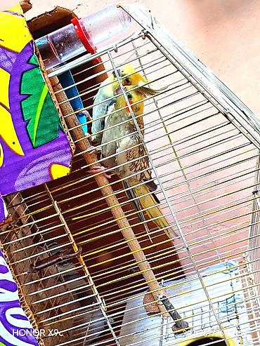 pulsuz heyvanlar verilir: Nymph quşları (Cockatiel) – cütlük, qəfəs və aksesuarlarla Məhsul — 1