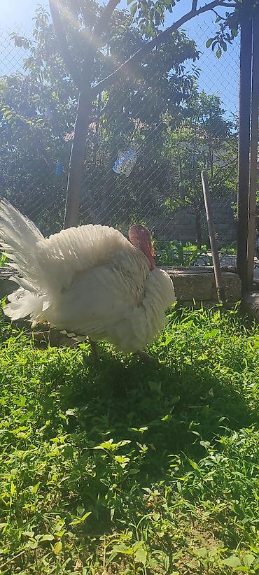 Hinduşka: Ag kanada erkek hinduskasi tam sağlam aktiv heyvandi kq 10manata ünvan — 2