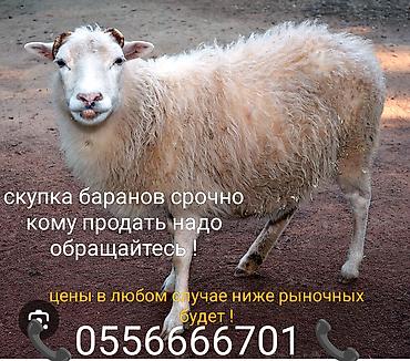 продажа домашних животных: Частное лицо : Бараны, овцы, | На откорм, Откормленные — 2