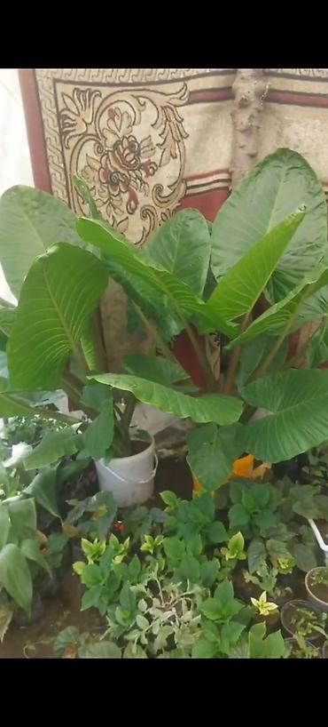 epimedium bitkisi satisi: Böyük yarpaqlı dekorativ otaq/bağ bitkisi – Alokaziya (Elephant Ear) — 2