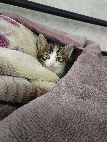 Продажа кошек: Отдам в добрые руки 💚 Котята домашние, кратко шерстяные, здоровые — 2