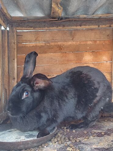 Кемирүүчүлөр: Крольчиха 2 года 
Желательно в разведение, приносит 6-12 крольчат