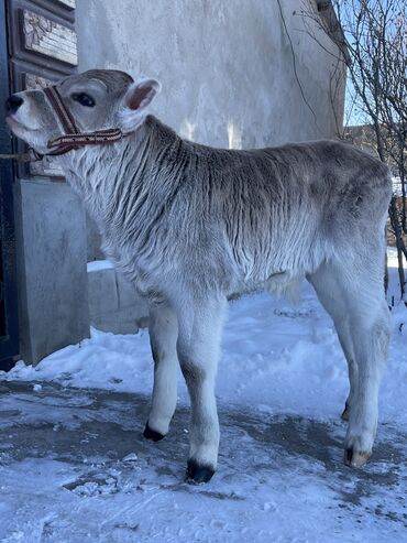 Коровы, быки: Продаю | Бык (самец) | Швицкая | На откорм, Для разведения, Для молока | Искусственник