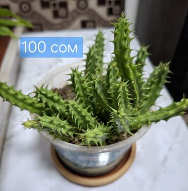 Кактусы: Продаю кактусы — 14