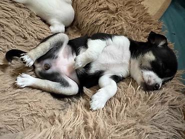 doberman cena: Čivava štene prelepa Civava Chihuahua apple head Kratkodlake čivave — 5