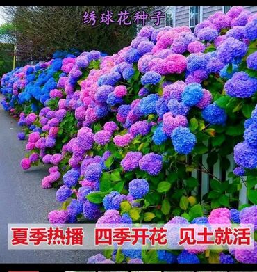 цветы сад: Гортензия пачка 200 сом можно как комнатные цветы и на улице сажать
