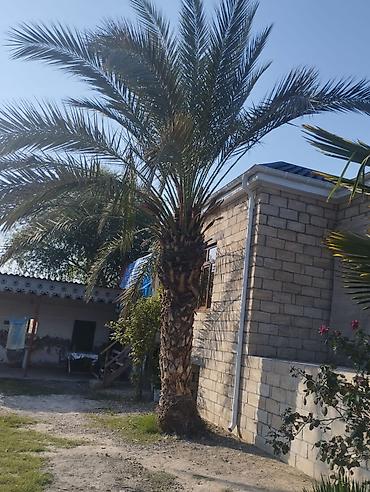 agac satilir: Xurma palmı (Phoenix dactylifera tipli) – iri, dekorativ landşaft — 2